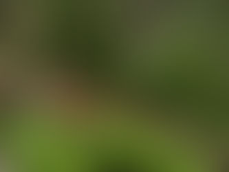 En cateo realizado en Pátzcuaro, asegura FGE predio relacionado en tala ilegal y cambio de uso