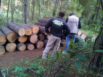 Obtiene FGE vinculación a proceso contra presunto responsable delito forestal, en Salvador Escalante