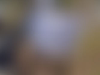 En cateo, asegura FGE predio relacionado en tala clandestina, en Ziracuaretiro