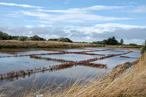 marsh-908648__340 (1)