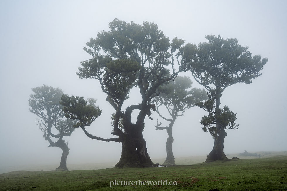 Three large green trees in a misty Fanal Forest with grazing cows. The sky is blue with light clouds.