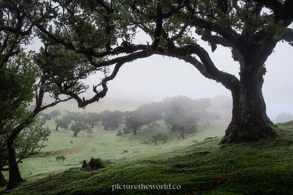 Misty landscape in Fanal Forest in Madeira with large tree framing a foggy field. Cows graze on the lush green grass. Overcast sky enhances a tranquil mood.
