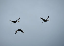 飛　　来　鹿児島県　出水市