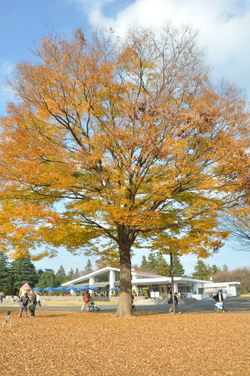 「昭和記念公園」　縦画像です、クリック願います！
