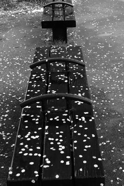 自由作品・「望 郷」　5-3　花しぐれ