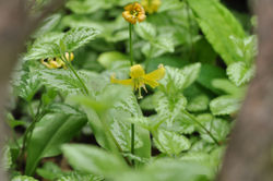 「森の奥に」黄花カタクリ