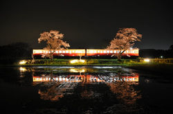桜　物語 ・ 小湊鉄道（桜慢列車）