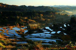 作品-2　みかん色の朝・・・佐多 逸朗