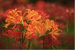 New  　彼岸花-2（村上緑地公園）