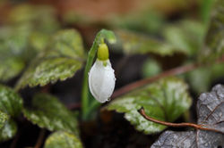 「スノードロップ」