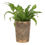 Miniatyrbild: GREEN MAN BRONZE TERRACOTTA PLANT POT BY LISA PARKER