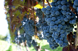 #ChiWineChat:Willamette Valley Pinot
