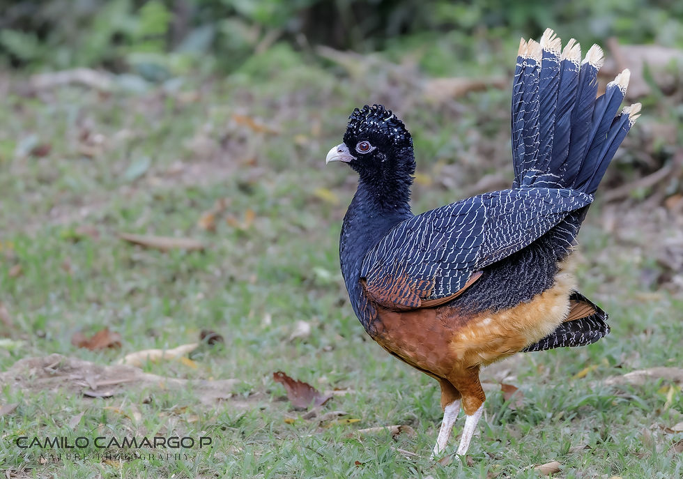Blue-billed Curassow (Crax alberti), critically endangered endemic bird of Colombia — Faunaris nature expeditions