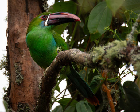 Close-up of Crimson-rumped Toucanet Aulacorhynchus haematopygus in Colombian high-Andean cloud forest. Specialized species target for Neotropical toucanet and mountain birding photography.