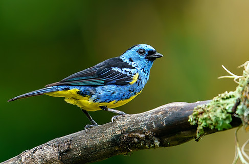 Turquoise Tanager