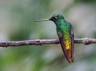 shutterstock_1898354080_edited.jpg