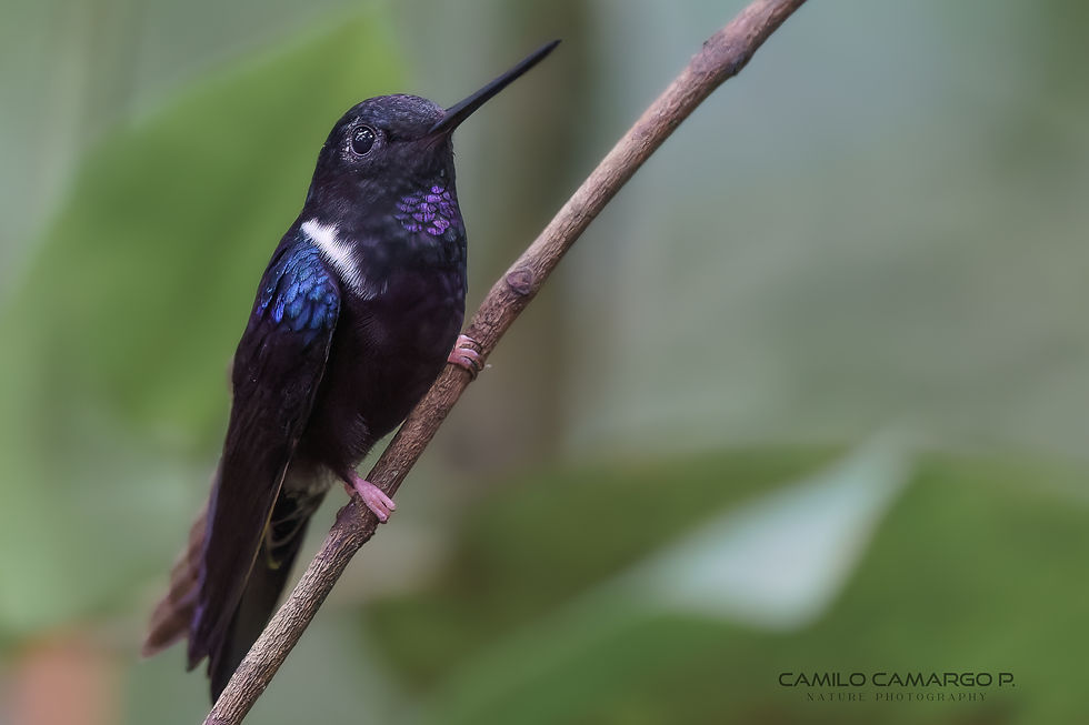 Black Inca hummingbird (Coeligena prunellei), an endemic bird of the Colombian Andes.