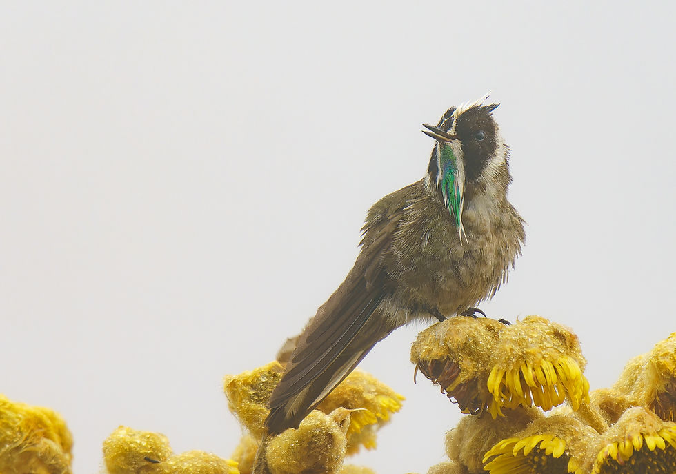 Barbudito de Páramo (Oxypogon guerinii) fotografiado en su hábitat de frailejones. Ejemplo de guianza especializada de Faunaris.