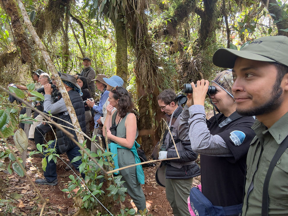 Local bird guide leading community-based birdwatching experience in Colombian cloud forest — Faunaris
