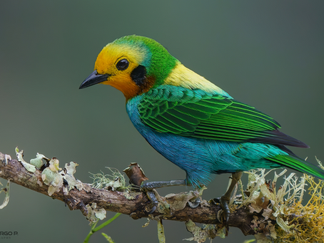 Multicolored Tanager (Chlorochryssa nitidissima), an endemic bird of Colombia, perched on a mossy branch. Specialized wildlife photography by Faunaris.