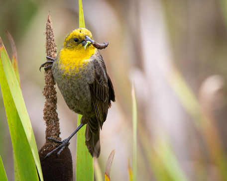 Female Yellow-hooded Blackbird Chrysomus icterocephalus bogotensis subspecies in Bogotá savanna wetlands. Key target for endemic subspecies birding and local Cundinamarca tours.