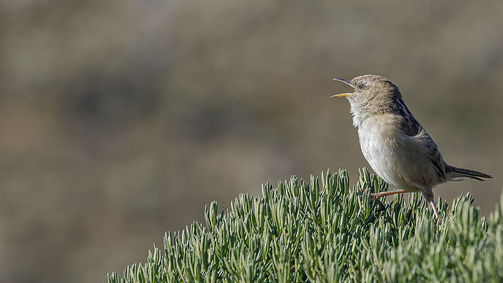 Endemic Apolinar's Wren (Cistothorus apolinari) singing on a bush in Sumapaz National Park, Colombia.