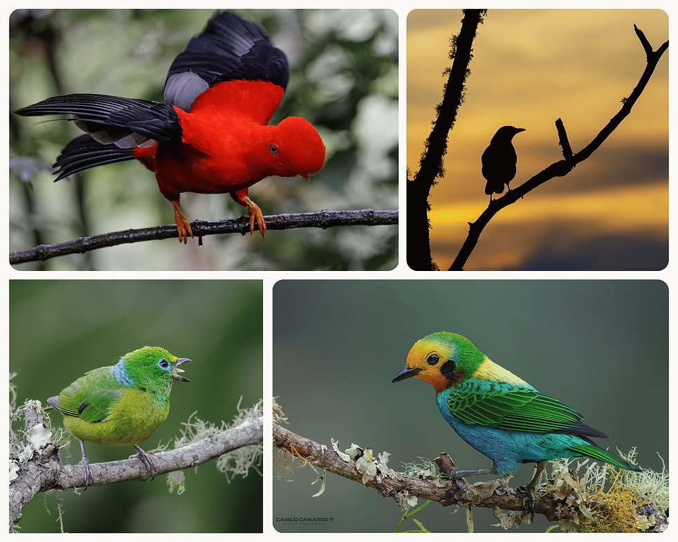 Andean Cock-of-the-rock, Common Potoo, and cloud forest tanagers in the Colombian Andes — Faunaris wildlife expedition