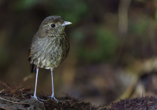 Endemic Cundinamarca Antpitta Grallaria rufocinerea found in Colombian high-Andean undergrowth. Specialized target for Antpitta birding tours and endemics list keepers.