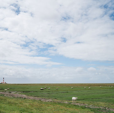 Salzwiesen-Schafe-Nordfriesland-Nordseecamping-zum-Seehund