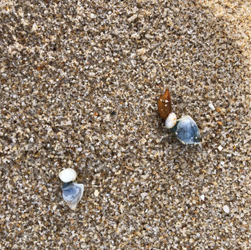 Sylt-Muscheln-Nordseecamping-zum-Seehund