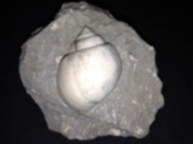 Natica Angustata - Landes