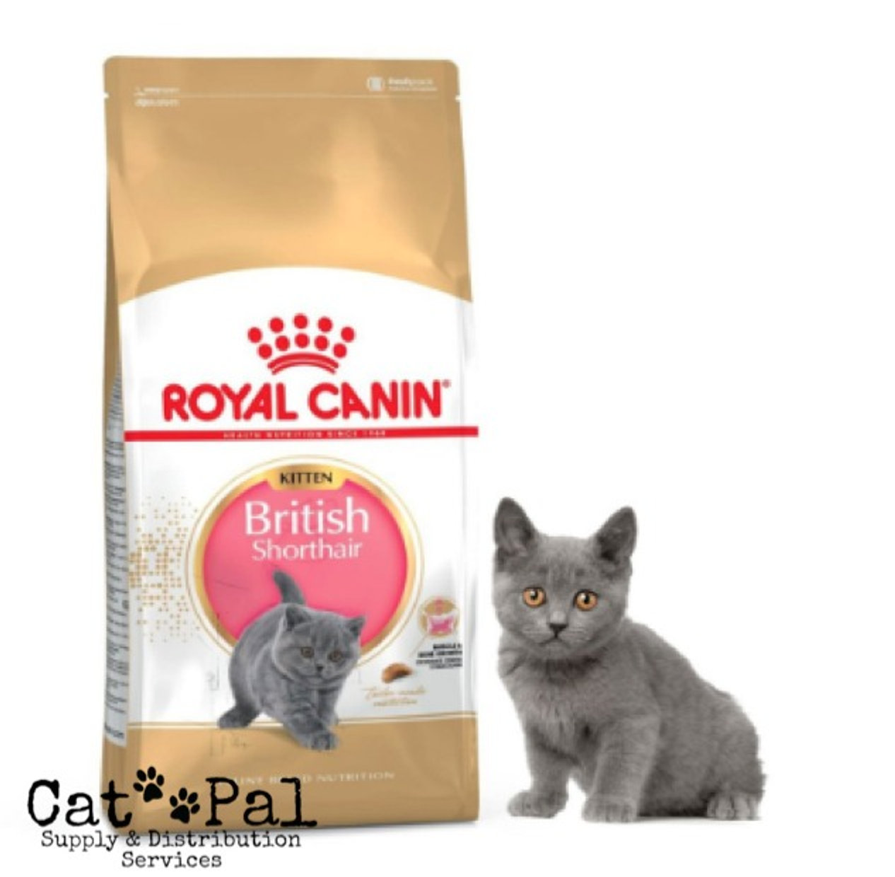Top Five British Shorthair Price Singapore Story Medicine Asheville
