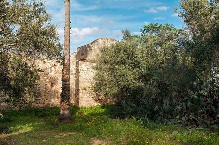Sheikh Salama tomb dome visible through thick olive trees and prickly pear cacti, Tel Aviv photography.