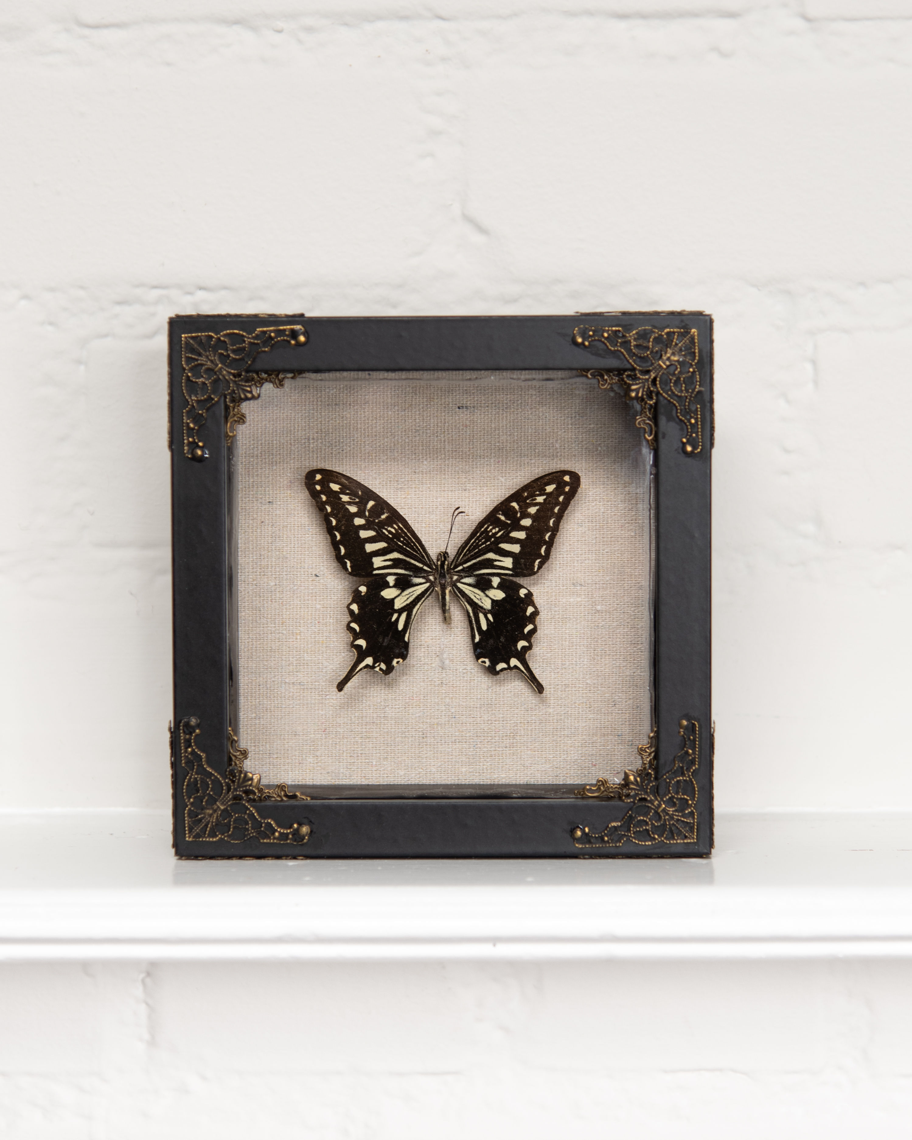 framed specimen no.001