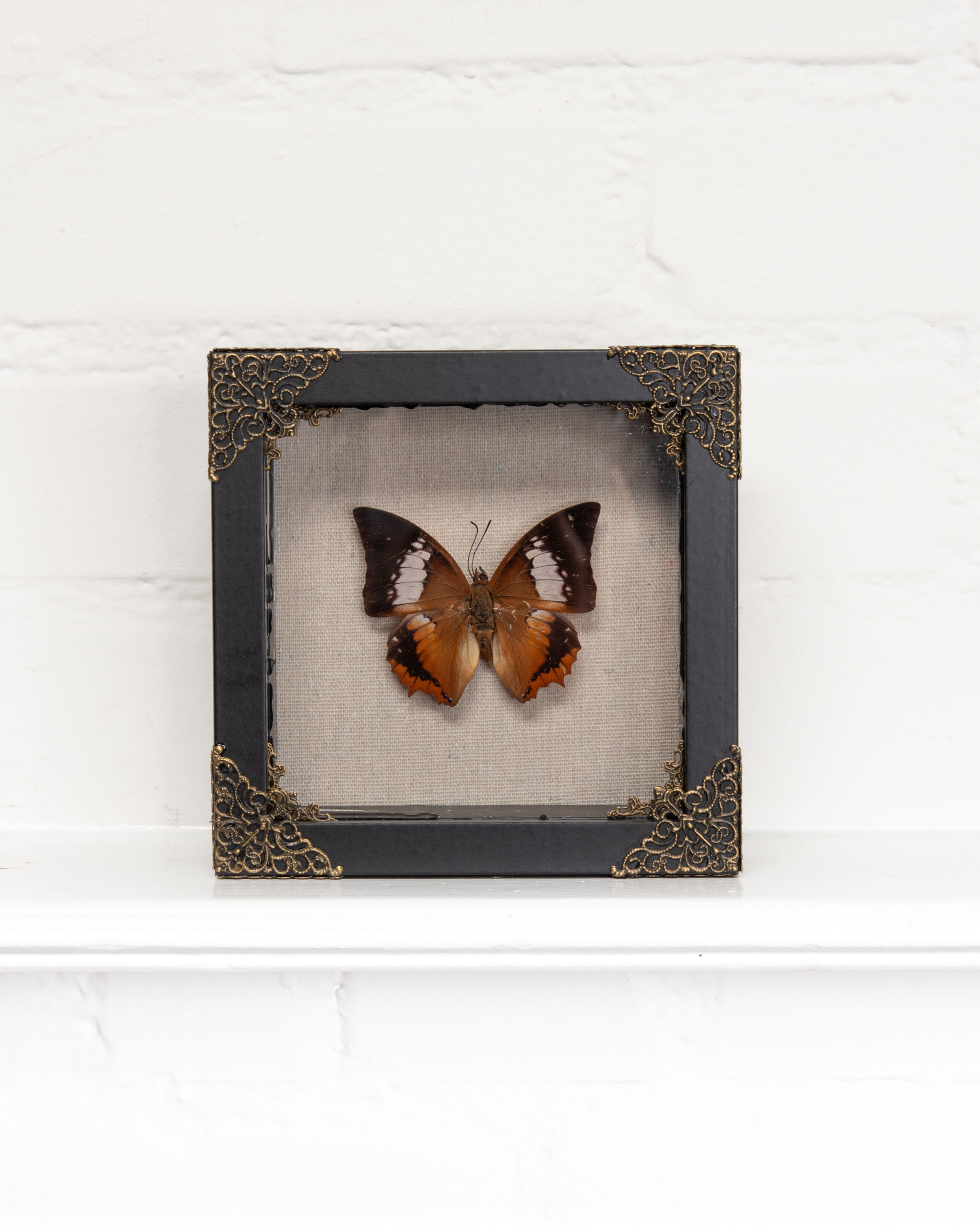 framed specimen no.013