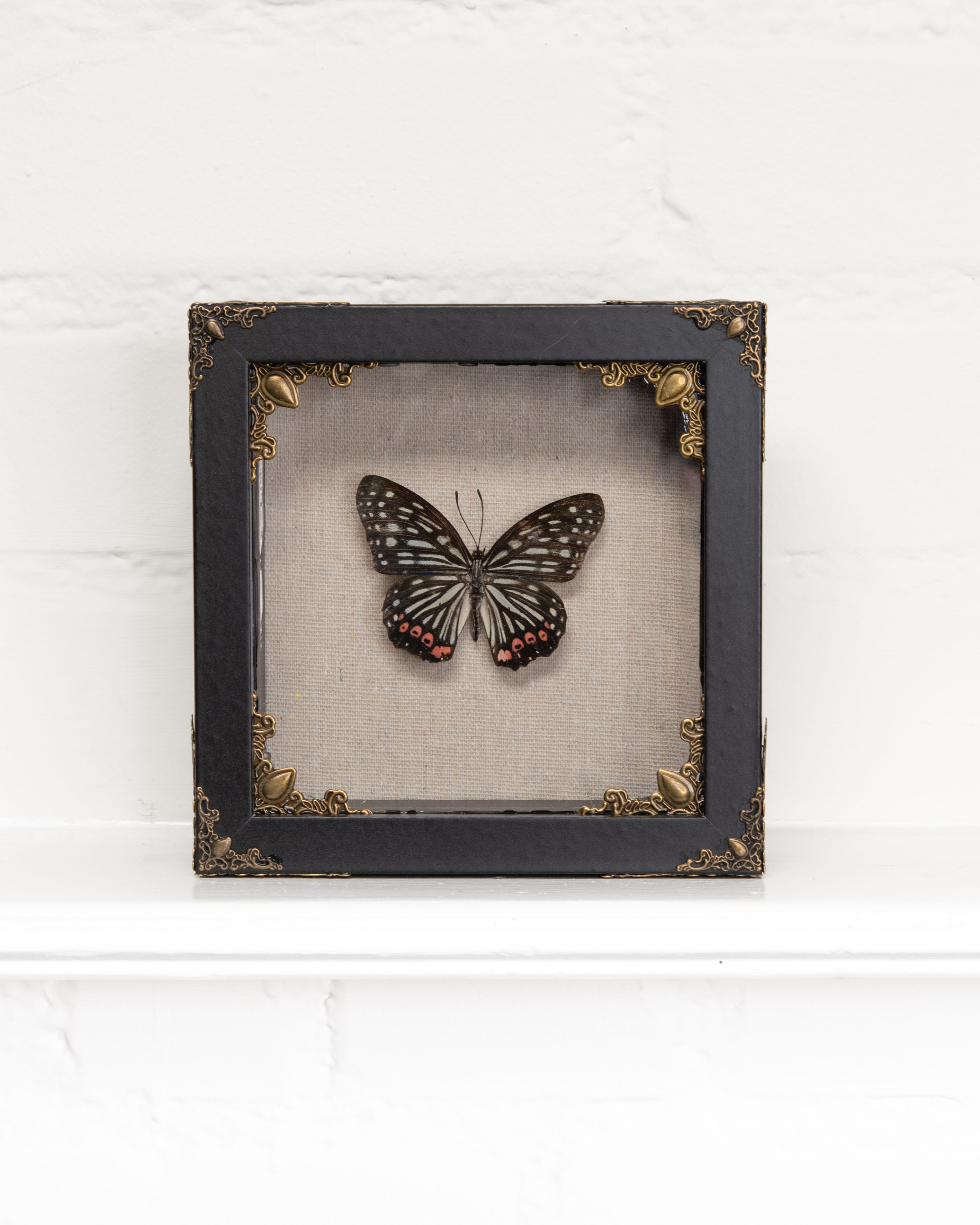 framed specimen no.010