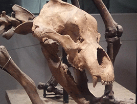 dino2.gif