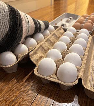 egg-walk.gif