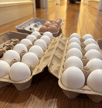 egg-walk3.gif