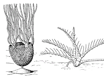 fossil image.GIF