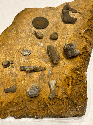fossils.gif