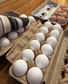 egg-walk2.gif