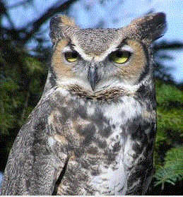 raptor.GIF