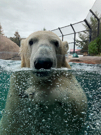 como zoo bear.GIF