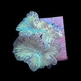 LPS (Large Polyp Stony) Coral Care Sheet

Introduction:
LPS Corals, characterized by larger fleshy polyps, bring diversity and vibrant colors to a reef aquarium. Proper care is essential to ensure the health and well-being of these corals.

Tank Requirements:
1. Tank Size: Provide a tank with a minimum of 50 gallons for a variety of LPS corals. Larger tanks offer more space for diverse LPS species.

2. Water Parameters:
   - Temperature: 74-80°F (23-27°C)
   - Salinity: 1.024-1.026
   - pH: 8.1-8.4
   - Alkalinity: 8-12 dKH
   - Calcium: 400-450 ppm
   - Magnesium: 1250-1350 ppm
   - Phosphates: <0.03 ppm
   - Nitrate: <5 ppm

3. Lighting:
   - Provide moderate to high lighting. LED systems designed for reef tanks with a spectrum that includes blue, white, and violet are suitable.

Placement:
1. Water Flow: Moderate water flow is recommended to prevent detritus buildup around the corals.

2. Placement: Space the LPS corals adequately to prevent aggressive interactions. Place them in the mid to lower levels of the tank.

Feeding:
1. Photosynthesis: LPS corals derive a portion of their nutrition through photosynthesis. Ensure adequate lighting for this process.

2. Supplementary Feeding: Feed LPS corals regularly with a variety of foods, including mysis shrimp, brine shrimp, and specialized coral foods. Target feeding can enhance their health and coloration.

Maintenance:
1. Water Changes: Regular water changes (10-20% monthly) help maintain stable water parameters and remove accumulated waste.

2. Coral Dips: Quarantine new corals and perform coral dips to prevent introducing pests or diseases.

3. Coral Husbandry: Trim or frag corals if needed, and ensure proper spacing to prevent overgrowth or aggressive interactions.

Common Issues:
1. Stress: LPS corals may exhibit stress if exposed to sudden changes in lighting or water conditions. Acclimate them gradually to prevent adverse reactions.

2. Aggression: Some LPS corals can extend sweeper tentacles. Ensure adequate spacing to prevent damage to neighboring corals.

Compatibility:
LPS corals can coexist with a variety of tankmates, but monitor for potential aggression with other corals. Provide sufficient space to prevent territorial disputes.

Final Tips:
1. Regularly monitor water parameters using reliable test kits.
2. Observe the feeding response of your LPS corals and adjust feeding frequency accordingly.
3. Provide a stable and well-maintained environment for optimal LPS coral health.

By following these guidelines, your LPS corals can thrive, showcasing their unique beauty and contributing to the overall diversity of your reef aquarium.