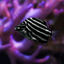 Writer: Aquatica Corals and Custom Aquariums