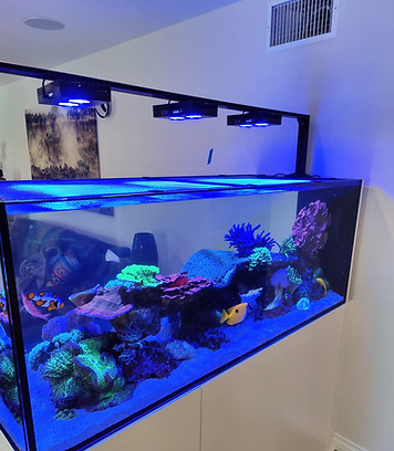 Freshly serviced aquarium
