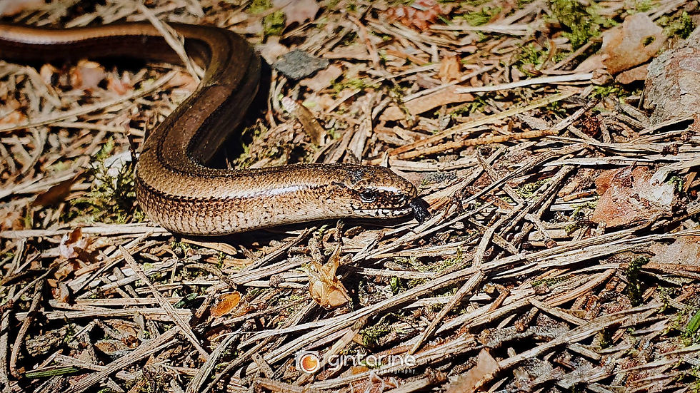 snake