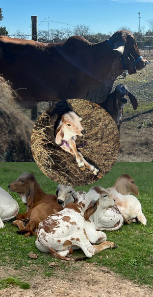 Discover the Waller Cow Sanctuary: A Haven for Indigenous Cows and Spiritual Connection