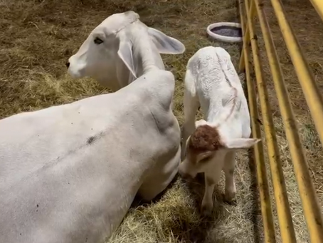 Farm Sanctuary Volunteering: Embrace Compassion and Connection